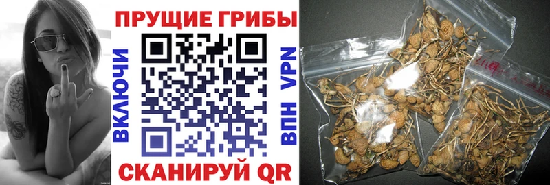 купить наркотики сайты  Южно-Сахалинск  Галлюциногенные грибы Cubensis 